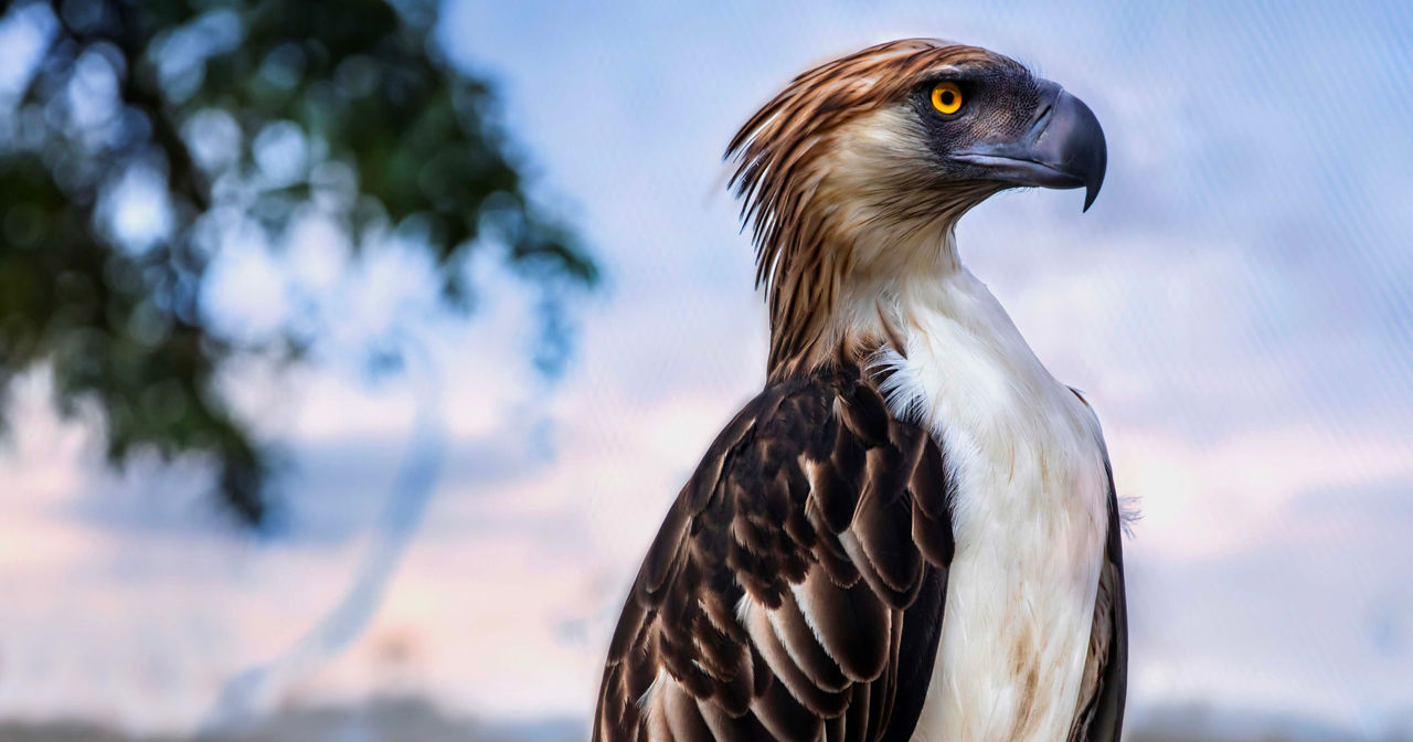 Mirova Global Sustainable Equity Fund eagle